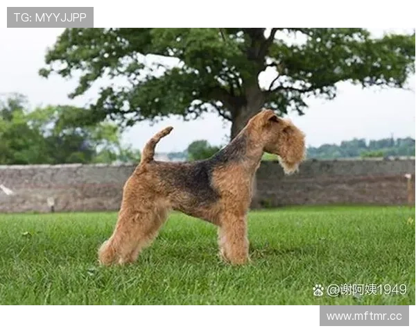 万狗体育:推动宠物运动产业链的深度融合发展 万狗体育:推动宠物运动产业链的深度融合发展